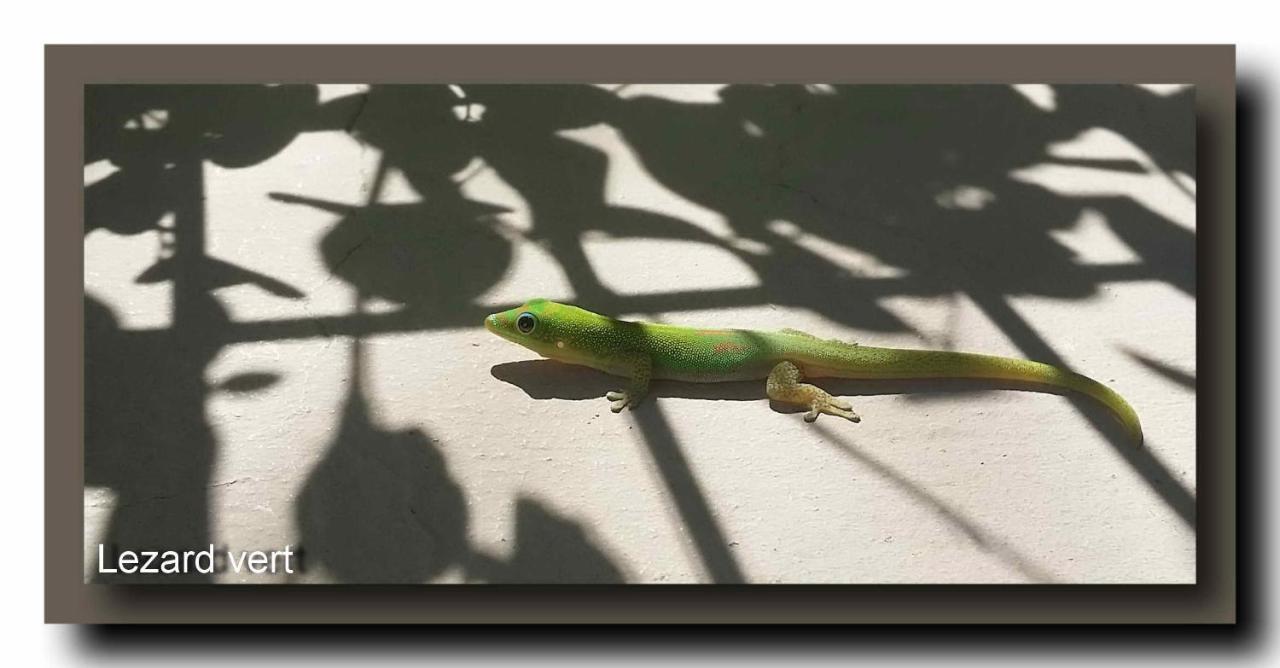 Le Gecko Vert Manapany-les Bains Extérieur photo